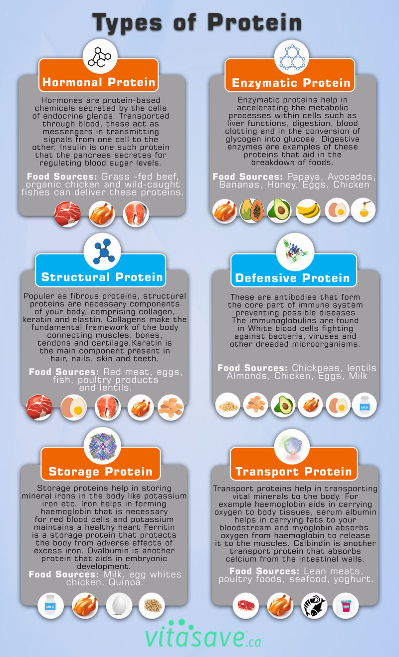 Types of Protein - Infographics