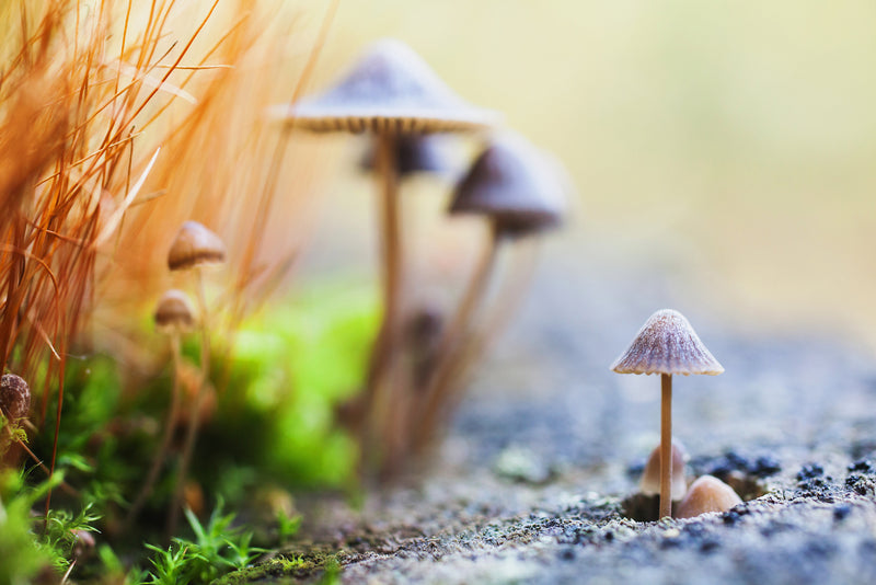 the Magic of Mushrooms Can Change Your Mind