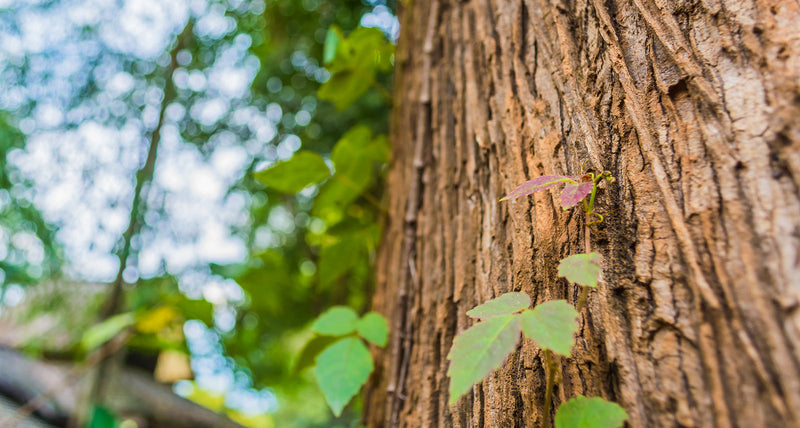 Patented Power of Pycnogenol – a natural antioxidant from French maritime pine bark extract, supporting heart health, circulation, skin vitality, and overall wellness.