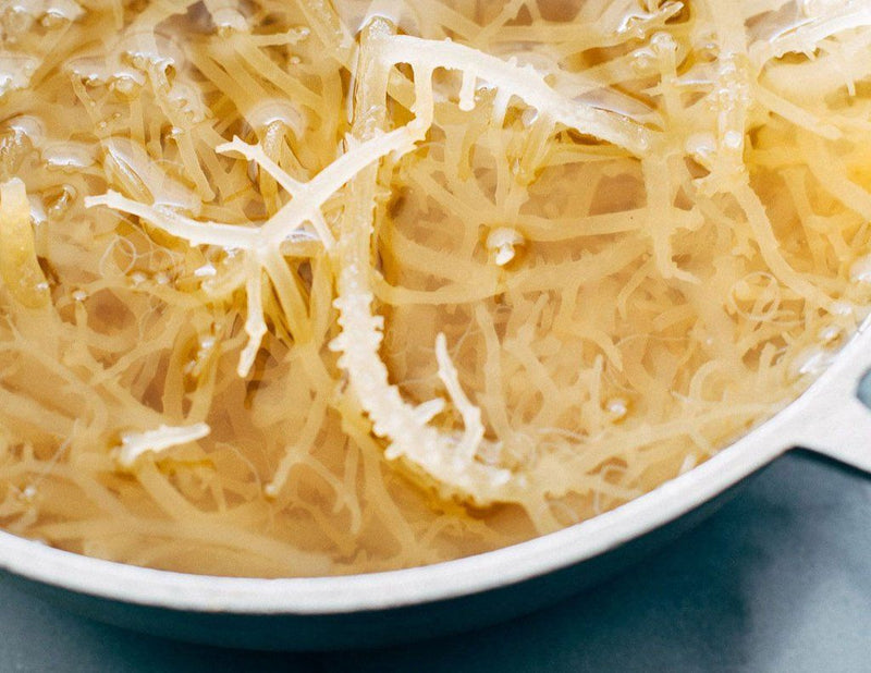 A wooden spoon scooping vibrant golden sea moss gel from a glass jar, surrounded by dried sea moss and tropical leaves, symbolizing the natural benefits of this superfood.
