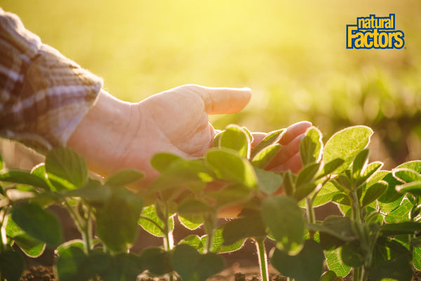 Healthy facts about Natural Factors supplements for daily wellness