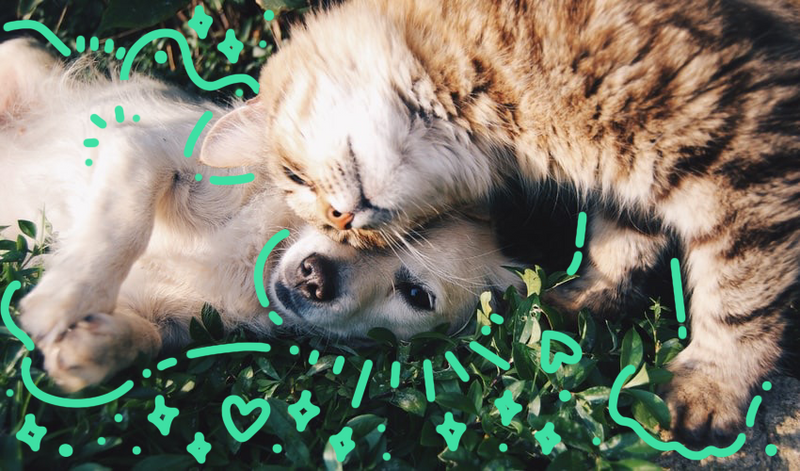 Furry Friends! from Basic Health Checks to Vitamins - What Do They Need?